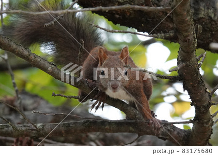 カメラ目線のエゾリス カメラ目線のエゾリス 83175680