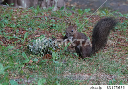 松の実とエゾリス 83175686