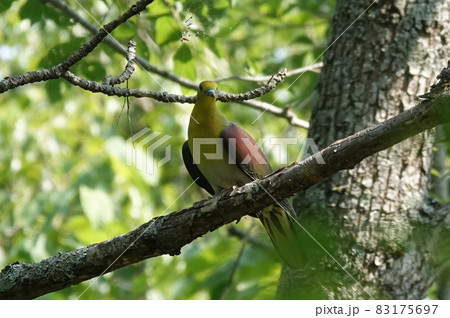 山の中のアオバト 83175697