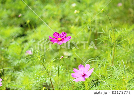 コスモスの花 83175772