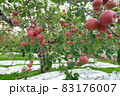 収穫を迎えた赤いリンゴ（ふじ） 83176007