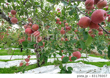 収穫を迎えた赤いリンゴ(ふじ) 収穫を迎えた赤いリンゴ(ふじ) 83176007