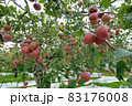 収穫を迎えた赤いリンゴ（ふじ） 83176008