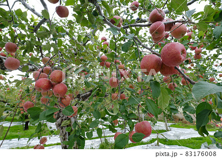 収穫を迎えた赤いリンゴ(ふじ) 収穫を迎えた赤いリンゴ(ふじ) 83176008