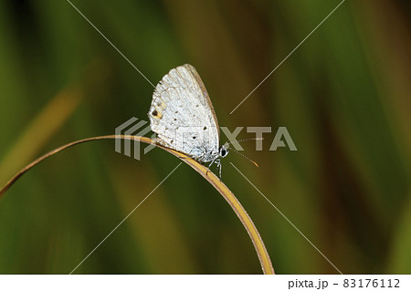 ツバメシジミ ツバメシジミ 83176112