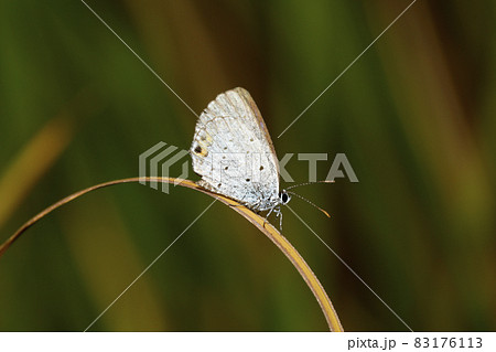 ツバメシジミ 83176113