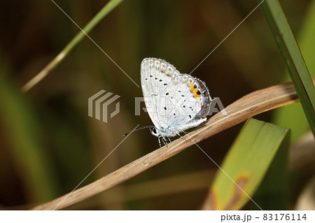 ツバメシジミ 83176114