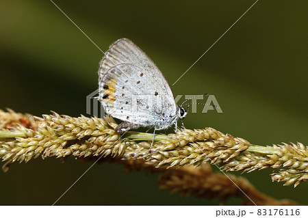 ツバメシジミ 83176116
