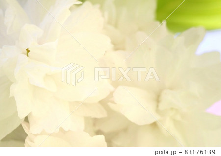 市原虎の尾　桜の花　春　イチハラトラノオ 83176139