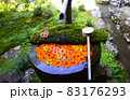 京都  柳谷観音 花手水 83176293
