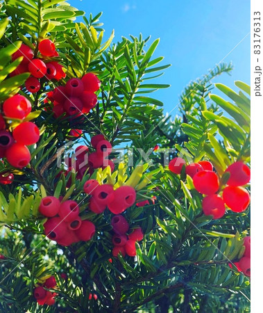 紅葉 83176313