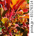 紅葉 83176314