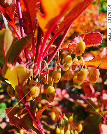 紅葉 紅葉 83176314