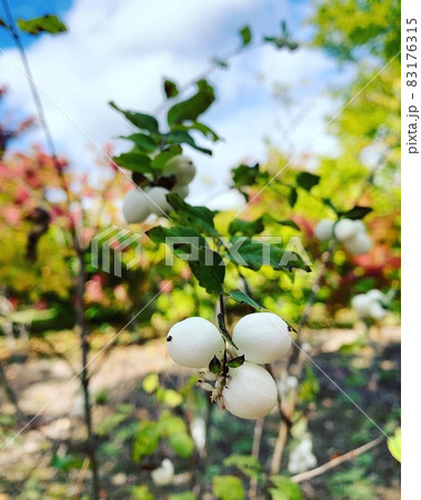 紅葉 83176315