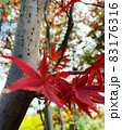 紅葉 83176316