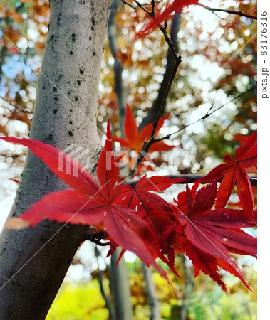 紅葉 83176316