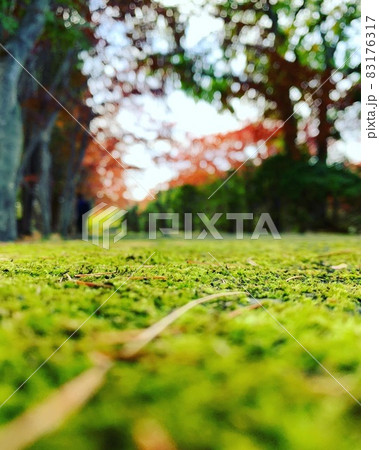 紅葉 紅葉 83176317