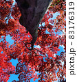 紅葉 83176319