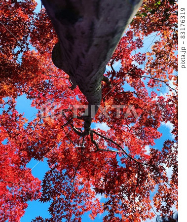 紅葉 83176319