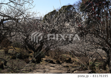 筑波山梅林 83176395
