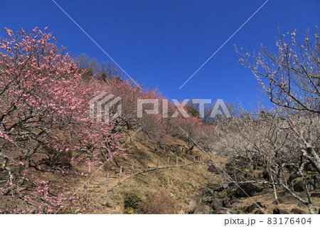 筑波山梅林 筑波山梅林 83176404