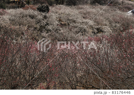 筑波山梅林 83176446