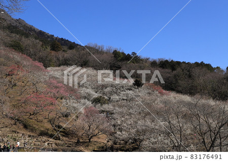 筑波山梅林 83176491