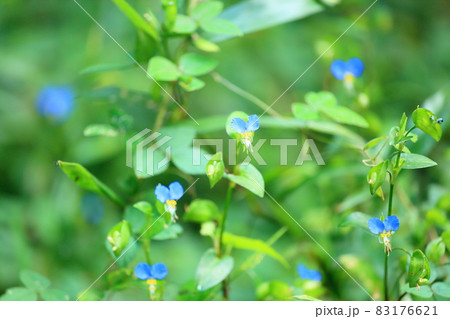 ツユクサの花 83176621