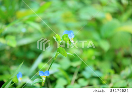 ツユクサの花 83176622