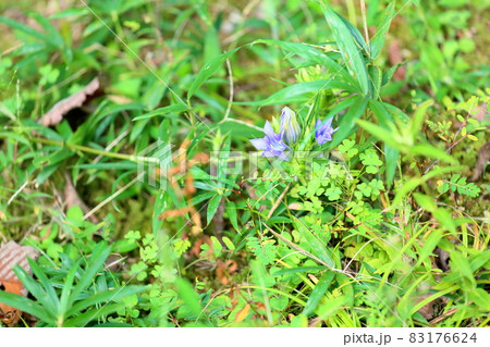 リンドウの花 83176624