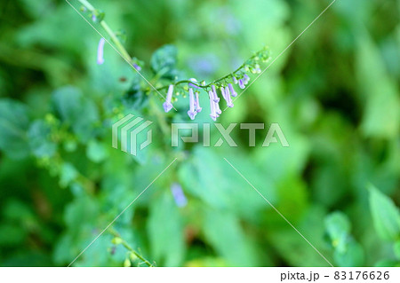 秋丁字の花 秋丁字の花 83176626