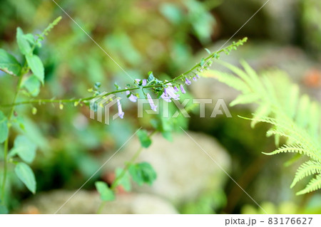 秋丁字の花 83176627