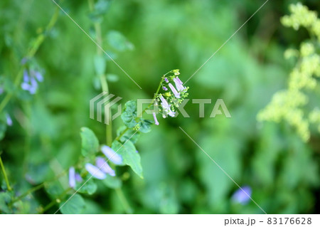 秋丁字の花 83176628