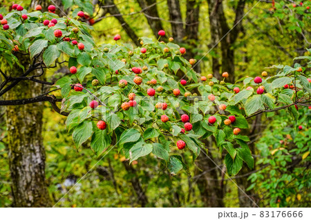 ヤマボウシの果実 ヤマボウシの果実 83176666