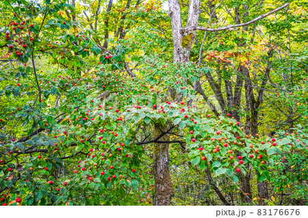 ヤマボウシの果実 ヤマボウシの果実 83176676