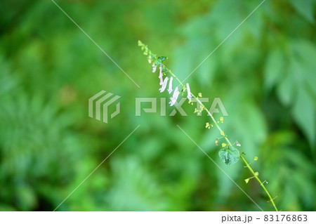 秋丁字の花 83176863