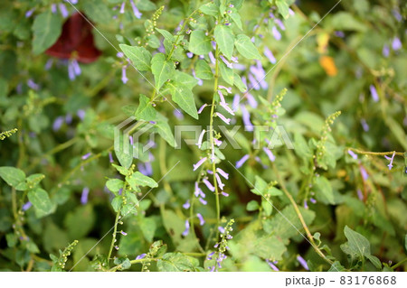 秋丁字の花 秋丁字の花 83176868