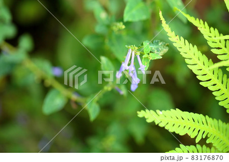 秋丁字の花 秋丁字の花 83176870