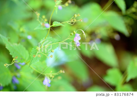 カリガネソウの花 カリガネソウの花 83176874
