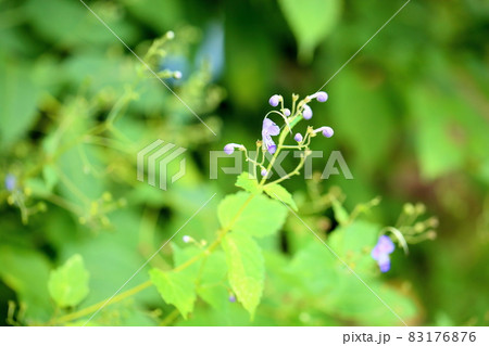 カリガネソウの花 カリガネソウの花 83176876