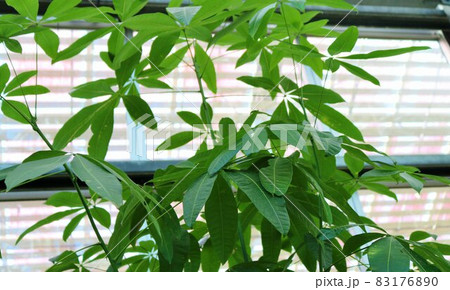 癒しの観葉植物 パキラ 背景 癒しの観葉植物 パキラ 背景 83176890