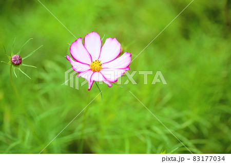 コスモスの花 コスモスの花 83177034