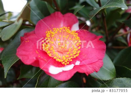 冬に咲いたピンクの椿の花 冬に咲いたピンクの椿の花 83177055