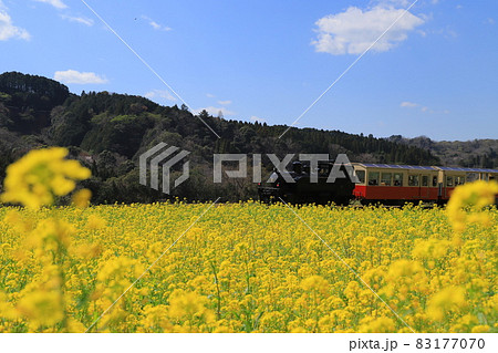 房総半島の小湊鉄道と菜の花畑 83177070