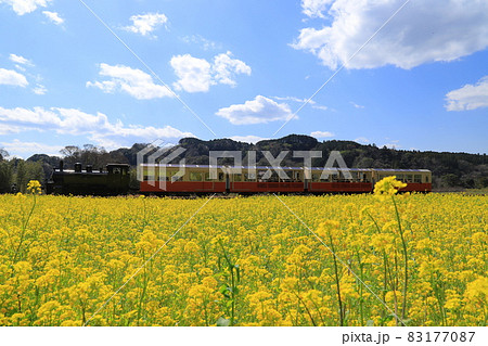 房総半島の小湊鉄道と菜の花畑の写真素材