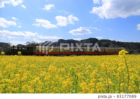 房総半島の小湊鉄道と菜の花畑 83177089