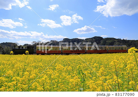 房総半島の小湊鉄道と菜の花畑 83177090