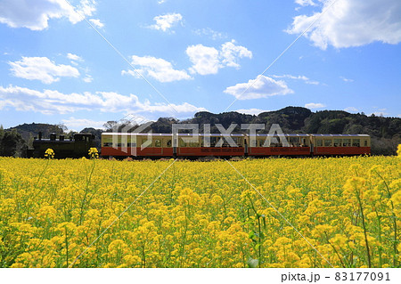房総半島の小湊鉄道と菜の花畑 83177091