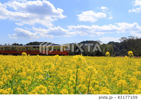 房総半島の小湊鉄道と菜の花畑の写真素材