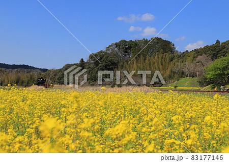 房総半島の小湊鉄道と菜の花畑 83177146